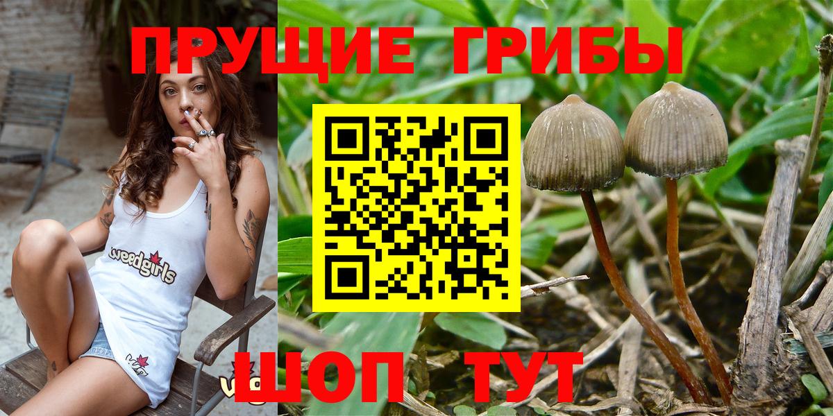Всеволожск  Псилоцибиновые грибы Psilocybe  Вход с VPN  Галлюциногенные грибы Cubensis 